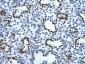 ENO1 antibody - C-terminal region